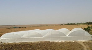 Greenhouse from Nairobi